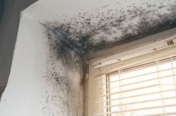 Trusted Attic Mold Removal service in Oak Ridge, NJ - Cheap Mold Removal